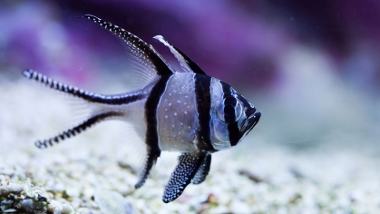 Banggai Cardinalfish